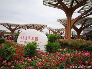院子里設(shè)計(jì)一塊月季花境，一年四季繁花盛開美如仙境