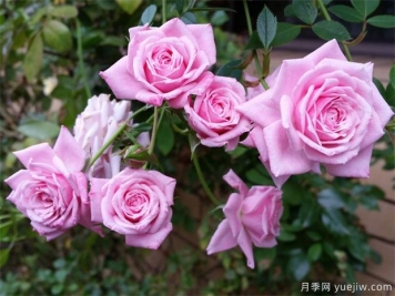 月季花扦插方法之蛭石托盤(pán)方法