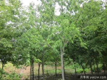 樸樹(shù)與櫸樹(shù)存在著哪些區(qū)別？