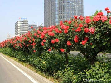 多季觀賞樹種的黃金時(shí)代來(lái)了