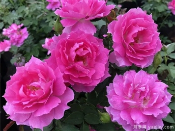 花期長(zhǎng)達(dá)300天，天方夜譚月季的養(yǎng)護(hù)方法
