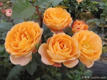推薦6個為優(yōu)秀微型月季，陽臺養(yǎng)花的選擇