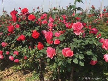 滿足標準的喬木灌木工程苗，讓你賺錢賺到手軟