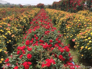 灌木球，月季花球，為景觀設計畫龍點睛