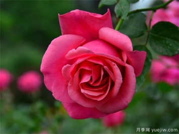 月季簡(jiǎn)介，月季繁育和養(yǎng)護(hù)方法，延長(zhǎng)月季花期的措施