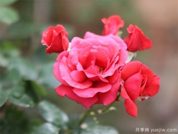 年關(guān)將至，這個(gè)時(shí)候可以扦插月季嗎？