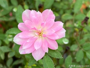 超微姬月季的優(yōu)缺點(diǎn)是什么？和養(yǎng)護(hù)辦法