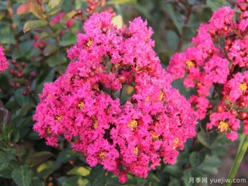 紫薇樹(shù)怎么種植？紫薇樹(shù)的種植技術(shù)與養(yǎng)護(hù)方法
