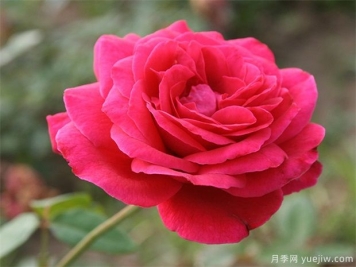 包頭可以種植月季嗎？月季花盛開不是夢