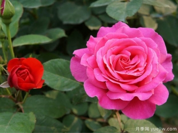 花卉苗木交易中怎么區(qū)分一級苗和二級苗？