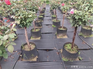 育苗容器影響植物生長嗎？樹狀月季是否適合容器苗？