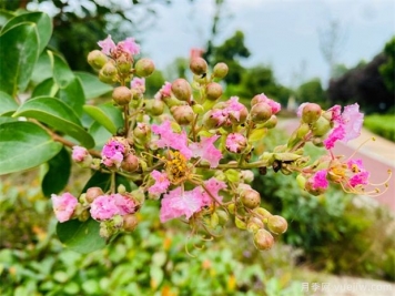 2-3-4公分紫薇南陽(yáng)產(chǎn)地是什么價(jià)格？