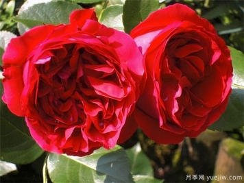 推薦10款經(jīng)典月季品種，新手花友種了不會后悔