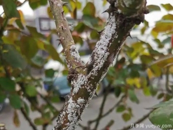樹狀月季的桑盾蚧蟲害有哪些傷害害，該如何防治？