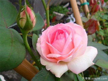 2024年熱門20個(gè)經(jīng)典藤本月季品種，做月季花墻你喜歡