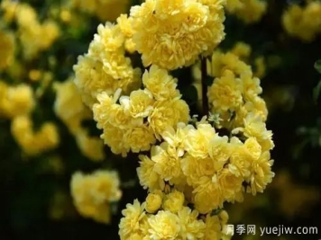 黃木香開花好看又好聞，快速花墻