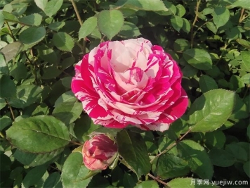 二年生節(jié)日禮花營(yíng)養(yǎng)杯苗批發(fā)