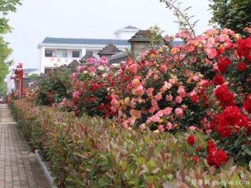 信陽平橋區(qū)：美麗鄉(xiāng)村月季開，幸福生活美景來
