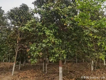 大樹苗木反季節(jié)移栽的6大養(yǎng)護措施