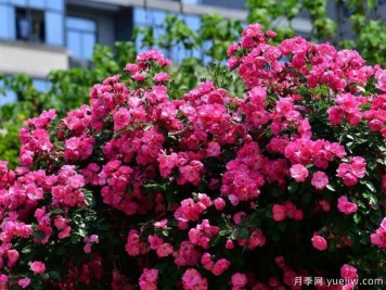 武漢新增多條絕美月季花道，江城處處花海景觀