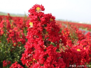 盛夏的紫薇，艷麗火熱