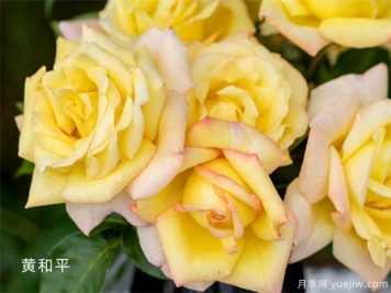月季花事知多少？