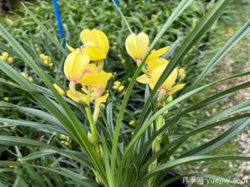 蘭花常見(jiàn)病害喲哪些？如何識(shí)別與防治？