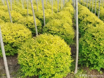 亮晶女貞的圖片特點和種植養(yǎng)護