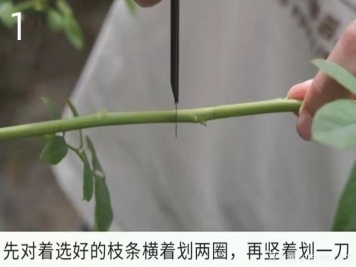 月季高壓繁殖的優(yōu)點(diǎn)和操作方法