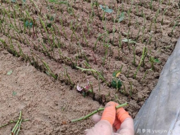 月季扦插技巧：不用殺菌液不用生根劑，成活率非常棒