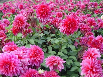 月季花花期長(zhǎng)，養(yǎng)花還有哪幾種花期可達(dá)半年？