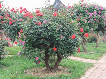 綠化苗木移植準(zhǔn)備工作、標(biāo)準(zhǔn)流程和養(yǎng)護(hù)管理