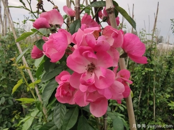 北方常見的4個耐寒花卉是什么？月季牡丹芍藥鐵線蓮