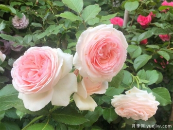 春天種月季選擇腐質(zhì)土，長得快開花旺