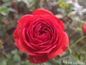 玫瑰？月季？薔薇？如何分清楚？情人節(jié)送的是什么？