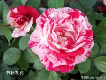 月季花苞為什么打不開？可能是這6點原因，帶上解決辦法