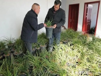 南陽西峽蘭花香飄正好，蘭花培育致富