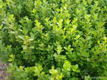 常綠苗木移栽的6個(gè)注意事項(xiàng)
