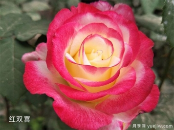 月季(玫瑰)的歷史文化、市花發(fā)展、花語寓意