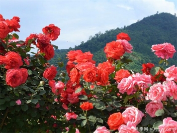 園林苗木行業(yè)必知的專業(yè)術(shù)語，還有哪些不知道？