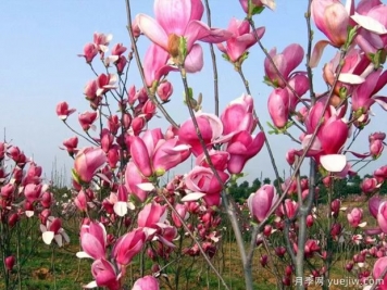 春季園林苗木如何正確施肥？施肥注意事項(xiàng)