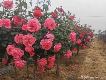 重慶樹狀月季美麗盛開，進入花期