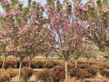 櫻花樹幾年可以開花？日本晚櫻開花的觀賞價(jià)值