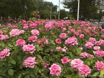 淮安市花美麗綻放，滿城月季處處芬芳