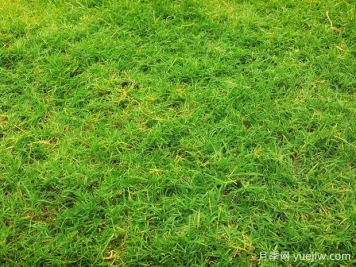 夏季鋪草坪發(fā)黃干枯，如何提高草皮鋪植成活率？