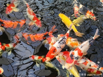 鎮(zhèn)平觀賞魚(yú)