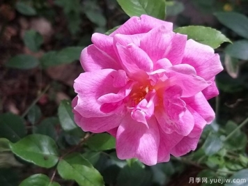 世界古老月季榮譽(yù)殿堂，12個(gè)老月季名人堂品種大全