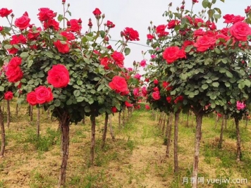 88個(gè)花卉知識點(diǎn)術(shù)語，園林人需要知道