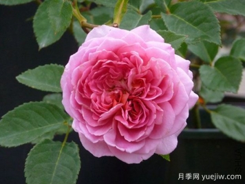 法國(guó)禮服月季/芳香禮服/法國(guó)連衣裙