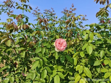 2米高粉龍月季網(wǎng)片批發(fā)，打造爆款花墻
